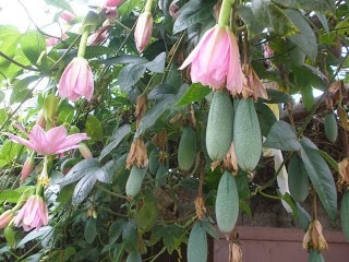 Semillas De Passiflora Mollisima Fruto (curuba)