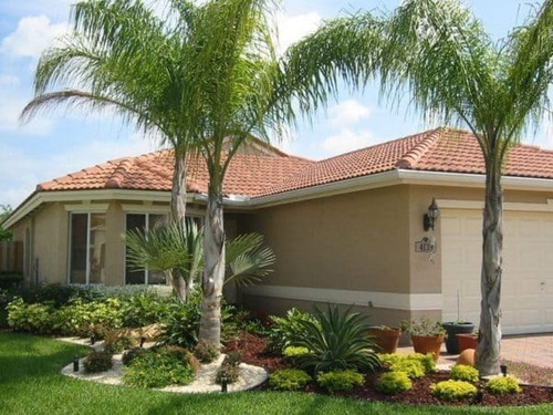Semillas De Palmera Pindo