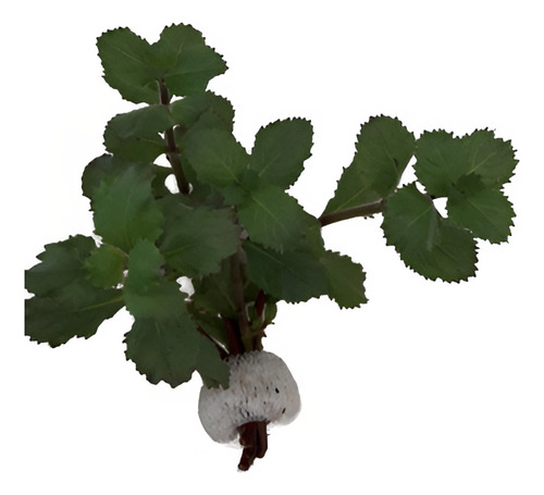 Planta Aquática Low Tech Para Aquário Hygrophila Difformis