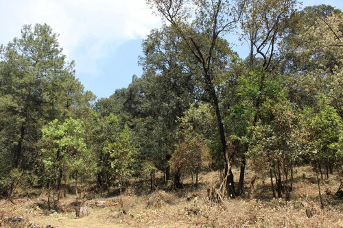 Imagen 5 de 10 de Terreno En Paraje Tetecuintla, Huitzilac, Morelos.