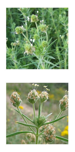 Planta Cenaless Plantago Psyllium  Sementes Para Mudas