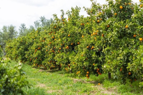 Laranja Folhas
