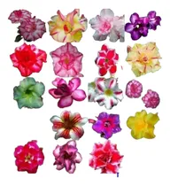 Comprar Semillas De Adenium Obesum - Rosa Del Desierto X 50 Semillas
