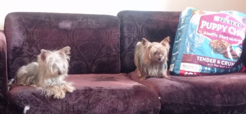 Imagen 5 de 5 de Yorkshire Terrier Miniatura Hembra