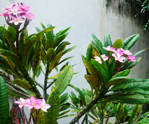 Plantas Flor De Mayo, Arbol De Flores Rosadas En Ramillete