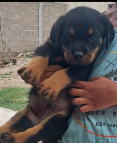 Cachorrosvet Rottweiler. Envios Dorado (Usado)