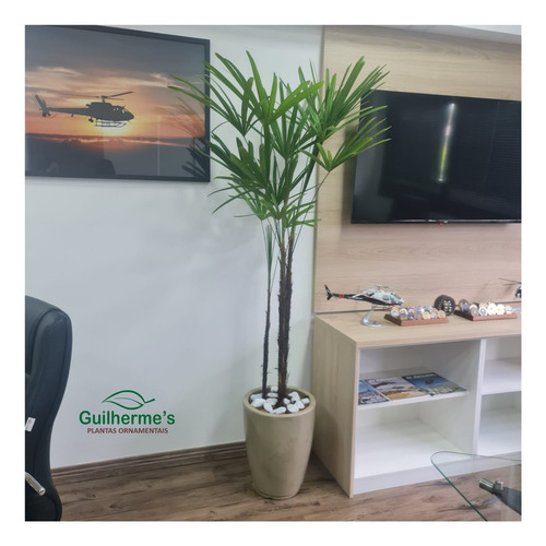 Planta Natural Palmeira Ráfia Com Vaso Cone