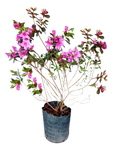 Planta De Exterior Azalea En Maceta Soplada 12l Colores