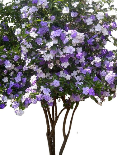 Brunfelsia Planta Arbusto Jazmin Panchita Flor Morada Blanca