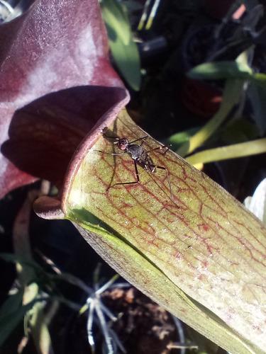 Planta, Carnívora Sarracenia Y Sustrato Para Carnívoras
