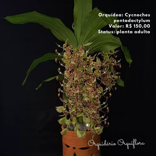 Orquídeas Cycnoches Pentadactilum