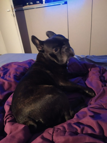 Imagen 4 de 10 de Guardería De Mascotas Guardería Canina Cuidado De Perros