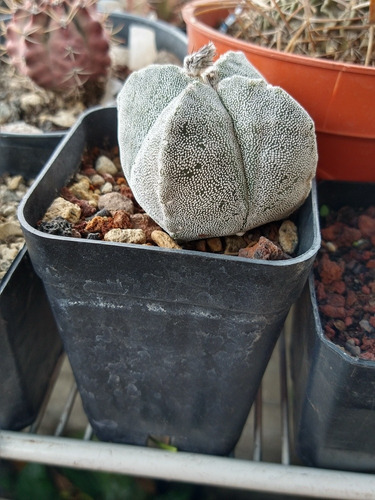 Cactus Mariogttisma 