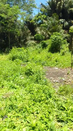 Vendo Lotes De Terreno Em Cotijuba Belém Pará