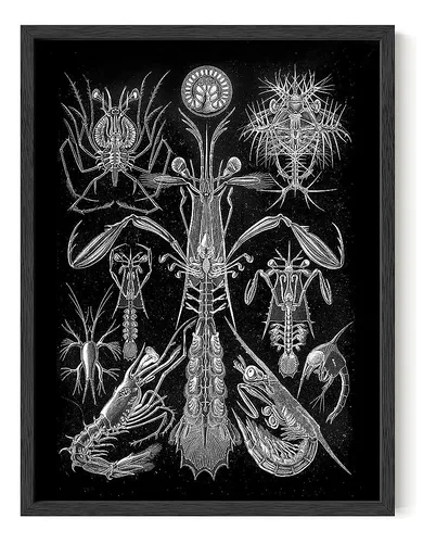 Haus Y Hues Haeckel Imprime Arte Mural Gótico - Arte Mural E