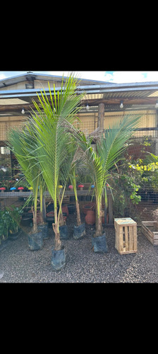 Palmera Coco Bahia