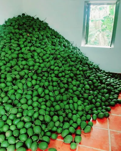 Excelente Finca Productora De Aguacate