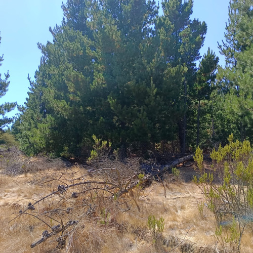 Parcela En Condominio Loma Verde 5.000 M2 Algarrobo