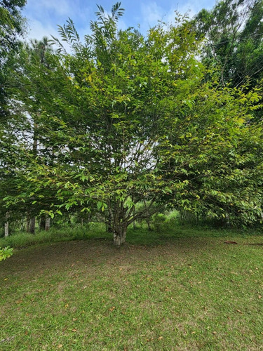 Imagem 16 de 17 de Chácara Com Ótima Localização 3 Quartos 5.300 M²
