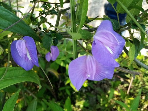 12 Semillas De Flor Gallito Virginianum