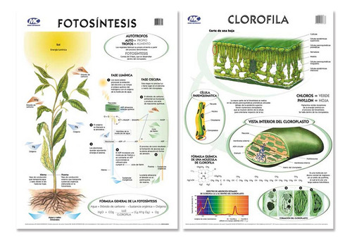 Lámina Fotosintesis / Clorofila Doble Faz 50x70cm Varillado
