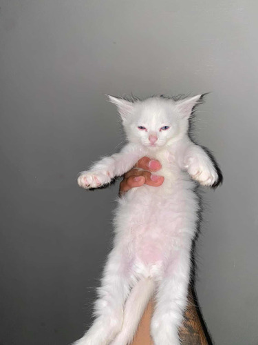 Gatitos Angora Originales