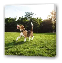 Comprar Cuadro 20x20cm Perros 4 Beagle Cola Parada Feliz