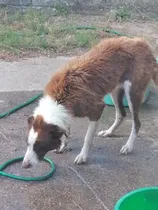 Comprar Border De 3 Años, Busca Novia
