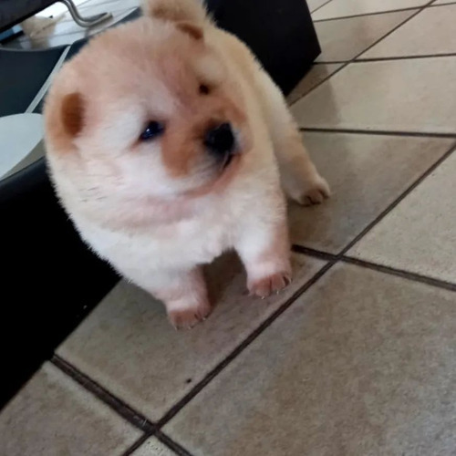 Imagem 5 de 5 de Show Filhotes Da Raça Chow Chow Disponivel