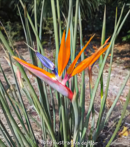 Strelitzia Juncea En Maceta De 10 Lt.