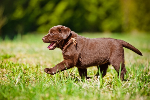 Cachorros Labrador Criadero Premium Rural En La Plata