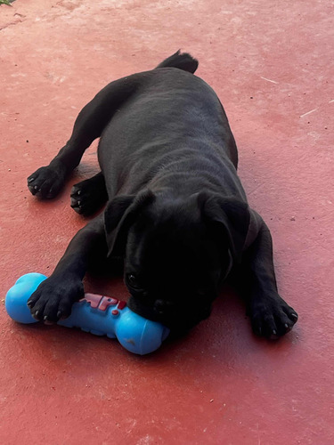 Pug Exótico Negro Machos