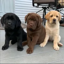 Comprar Golden Puros Elegilo, Criadero Golden Retriever Argentina-.