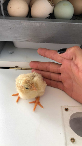 Imagen 1 de 9 de Huevos Fértiles De Orpington Leonado