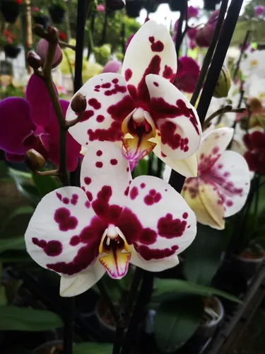 Orquídea Phalaenopsis Premium - Orquídea Mariposa