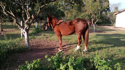 Imagem 3 de 5 de Cavalo Quarto De Milha 9 Anos Com Exames Feitos!