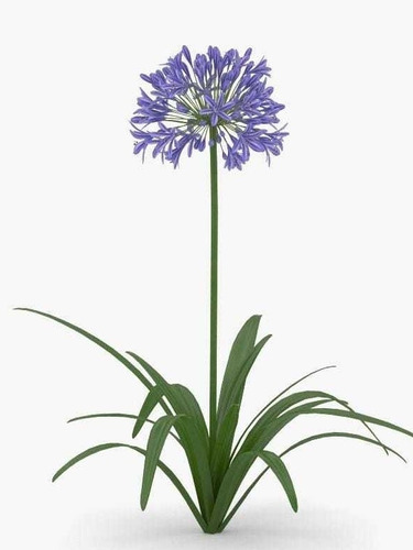 Agapanthus Africano Lirio Africano Flor Del Amor 3 Lts Borde