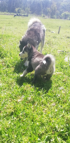 Imagen 2 de 6 de Husky Siberiano