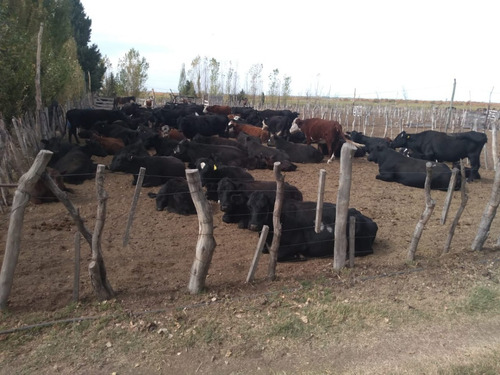 Imagen 12 de 17 de Vendo Campo De 300ha, San Rafael, Mendoza