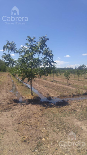 Venta De Campo En San Rafael, Mendoza