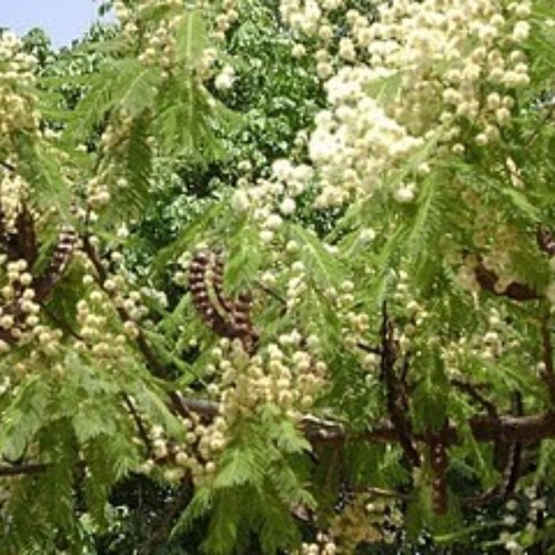 1000 Sementes P Muda Angico Branco Cerrado Praça Jardim Faz