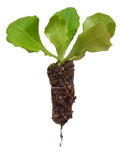 Plantines Para Huerta X 25u