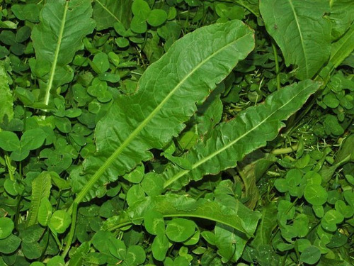 20 Semillas De Lengua De Vaca Rumex Obtusifolius