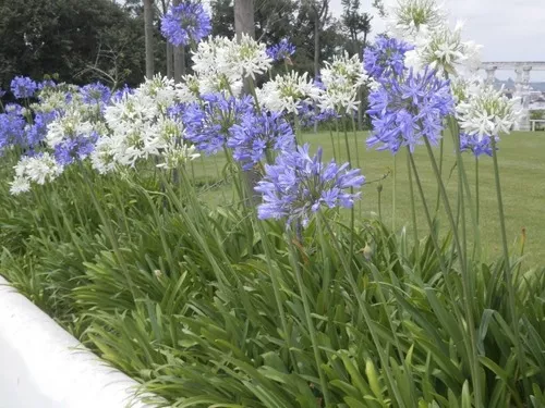 Flor Do Nilo - Agapanto Azul / Branco 10 Mudas Raiz Nua