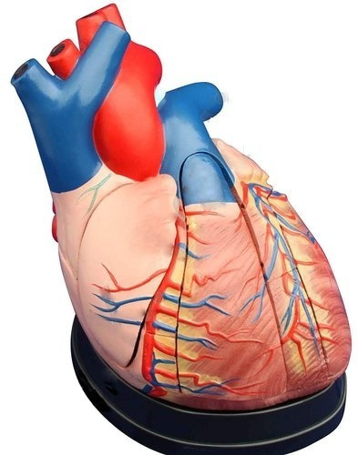 Modelo Anatómico Corazón Humano Jumbo 3 Partes Didáctico
