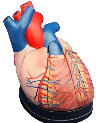 Imagen 1 de 4 de Modelo Anatómico Corazón Humano Jumbo 3 Partes Didáctico