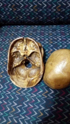 Cráneo Adulto De Resina