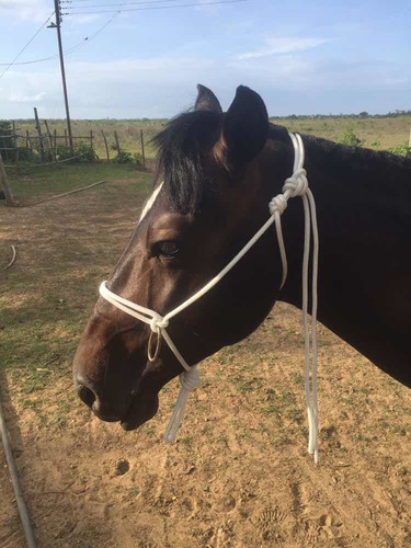 Jaquimas Cabezales Para Caballos Ovejas Bovinos