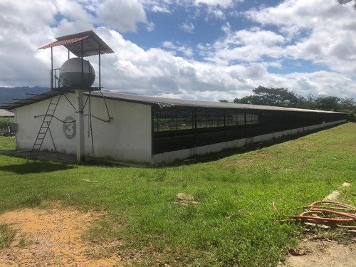 Imagen 7 de 17 de Vendo Granja Avicola Bejuma ( Ricardo Perera)