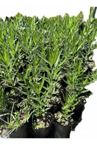 Comprar Laurel De Flor Planta Cerco Vivo Arbusto Laurel De Jardín